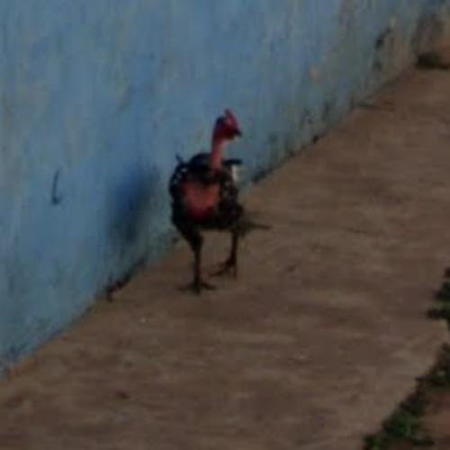 Spain - chicken road casino
